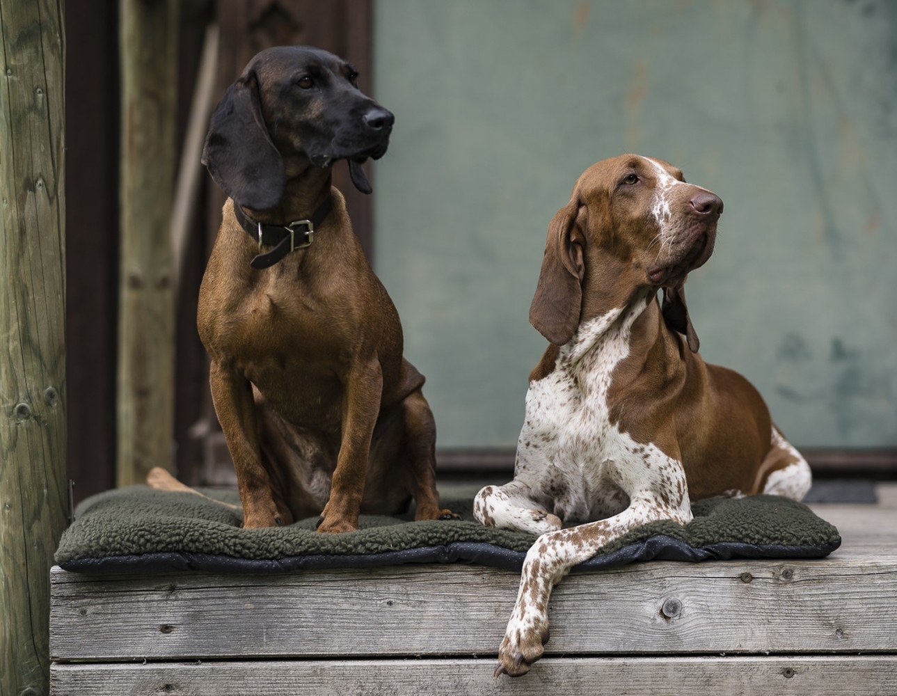Подстилка DeerHunter Dog Blanket (346 Cypress) 70x100 Фото 2