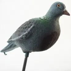 Підсадний голуб Birdland