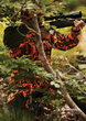 Куртка DeerHunter Recon ACT Jacket (90 Equitpt Flaming) Фото 3