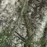 Костюм Camotec Stormwall Pro Gen.II Sequoia Фото 4